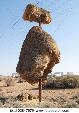 "Huge communal nest of Sociable Weavers (Philetairus socius) on a telephone pole, near Upington, Kalahari Desert, Northern Cape Province, South Africa, Africa" View Large Photo Image Stock Photo - "Huge communal nest of Sociable Weavers (Philetairus socius) on a telephone pole, near Upington, Kalahari Desert, Northern Cape Province, South Africa, Africa". Fotosearch