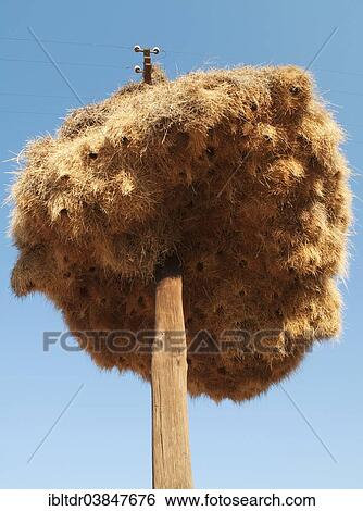 "Huge communal nest of Sociable Weavers (Philetairus socius) on a telephone pole, near Upington, Kalahari Desert, Northern Cape Province, South Africa, Africa" View Large Photo Image Stock Photograph - "Huge communal nest of Sociable Weavers (Philetairus socius) on a telephone pole, near Upington, Kalahari Desert, Northern Cape Province, South Africa, Africa". Fotosearch