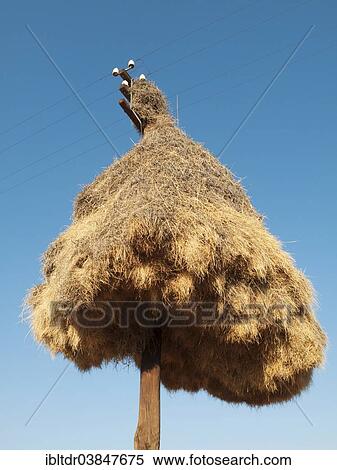 "Huge communal nest of Sociable Weavers (Philetairus socius) on a telephone pole, near Upington, Kalahari Desert, Northern Cape Province, South Africa, Africa" View Large Photo Image Stock Photography - "Huge communal nest of Sociable Weavers (Philetairus socius) on a telephone pole, near Upington, Kalahari Desert, Northern Cape Province, South Africa, Africa". Fotosearch