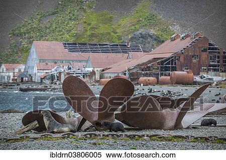 "Huge old ships' propellors lying between the houses of the former Stromness whaling station, abandoned in 1965, King Edward Bay, South Georgia and the South Sandwich Islands, Antarctica" View Large Photo Image Stock Photography - "Huge old ships' propellors lying between the houses of the former Stromness whaling station, abandoned in 1965, King Edward Bay, South Georgia and the South Sandwich Islands, Antarctica". Fotosearch