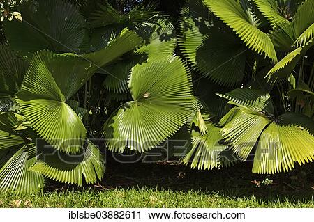 Stock Image - "Huge palm fronds in the botanical garden of the Mae Fah Luang Art and Culture Park, Chiang Rai Province, Chiang Rai Province, Northern Thailand, Thailand, Asia". Fotosearch