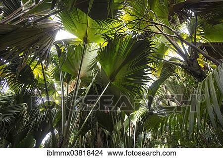 "Huge palm leaves, Maldive Coconut or Coco de Mer (Lodoicea maldivica), an endemic species of palm tree, Vallee de Mai, Praslin, Seychelles, Africa" View Large Photo Image Picture - "Huge palm leaves, Maldive Coconut or Coco de Mer (Lodoicea maldivica), an endemic species of palm tree, Vallee de Mai, Praslin, Seychelles, Africa". Fotosearch
