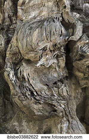 "Huge root tuber, Mae Fah Luang Art and Culture Park, Chiang Rai Province, Chiang Rai Province, Northern Thailand, Thailand, Asia" View Large Photo Image Stock Image - "Huge root tuber, Mae Fah Luang Art and Culture Park, Chiang Rai Province, Chiang Rai Province, Northern Thailand, Thailand, Asia". Fotosearch
