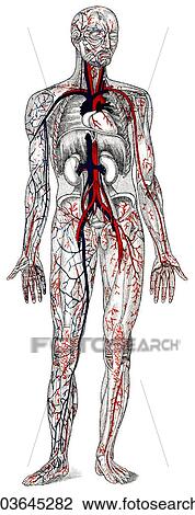 "Human blood vessels, historical drawing" View Large Photo Image Stock Image - "Human blood vessels, historical drawing". Fotosearch