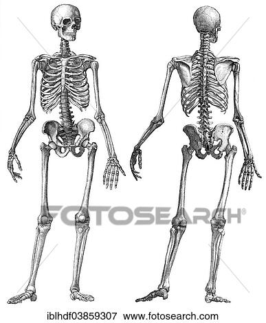 Human Skeleton Anatomical Drawing 19th Century Stock Photo Iblhdf03859307 Fotosearch