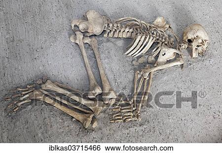 "Human skeleton with bent knees, exhibit, Loket Castle, Loket, Karlovy Vary Region, Bohemia, Czech Republic, Europe" View Large Photo Image Stock Photograph - "Human skeleton with bent knees, exhibit, Loket Castle, Loket, Karlovy Vary Region, Bohemia, Czech Republic, Europe". Fotosearch
