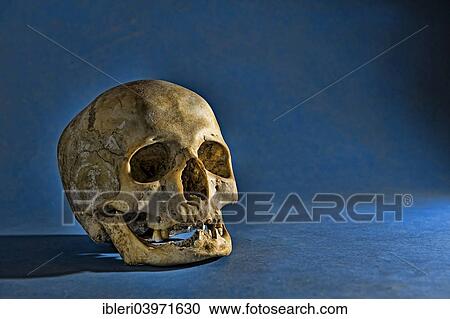 Stock Image - Human skull. Fotosearch