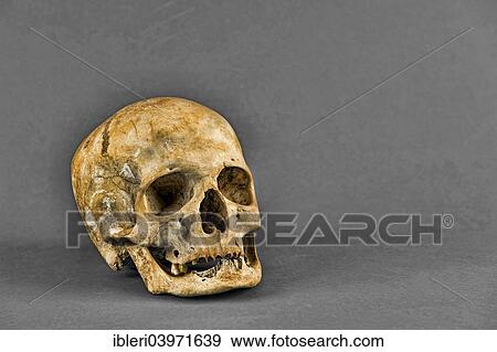 Human skull View Large Photo Image Stock Photo - Human skull. Fotosearch