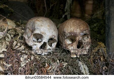 Picture - "Human skulls in a tribal village, Highlands, Papua New Guinea, Oceania". Fotosearch