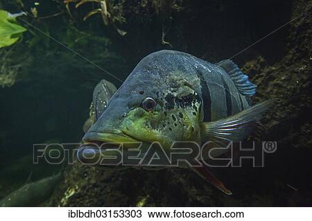 Stock Image - "Humboldt Crest bass (Cichla temensis), captive, Berliner Zoo, Berlin, Germany, Europe". Fotosearch