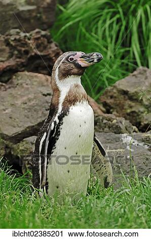 "Humboldt Penguin or Peruvian Penguin (Spheniscus humboldti), native to South America, in captivity, Germany, Europe" View Large Photo Image Stock Image - "Humboldt Penguin or Peruvian Penguin (Spheniscus humboldti), native to South America, in captivity, Germany, Europe". Fotosearch