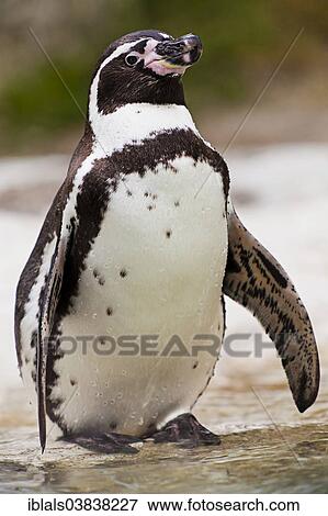 "Humboldt Penguin or Peruvian Penguin (Spheniscus humboldti), Tiergarten Schonbrunn Zoo, Vienna, Vienna State, Austria, Europe" View Large Photo Image Stock Photo - "Humboldt Penguin or Peruvian Penguin (Spheniscus humboldti), Tiergarten Schonbrunn Zoo, Vienna, Vienna State, Austria, Europe". Fotosearch