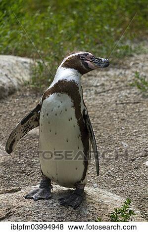 "Humboldt Penguin, or Peruvian Penguin (Spheniscus humboldti), Hellabrunn Zoo, Munich, Upper Bavaria, Bavaria, Germany, Europe" View Large Photo Image Stock Photo - "Humboldt Penguin, or Peruvian Penguin (Spheniscus humboldti), Hellabrunn Zoo, Munich, Upper Bavaria, Bavaria, Germany, Europe". Fotosearch