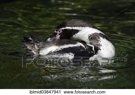 Stock Image - "Humboldt Penguin (Spheniscus humboldti), Cologne Zoo, Cologne, North Rhine-Westphalia, Germany, Europe". Fotosearch