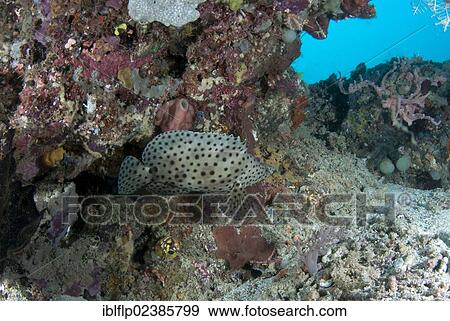 "Humpback Grouper (Cromileptes altivelis), adult, swimming over reef, Gam Island, Dampier Straits, Raja Ampat Islands, Four Kings, West Papua, New Guinea, Indonesia, Southeast Asia, Asia" View Large Photo Image Stock Photo - "Humpback Grouper (Cromileptes altivelis), adult, swimming over reef, Gam Island, Dampier Straits, Raja Ampat Islands, Four Kings, West Papua, New Guinea, Indonesia, Southeast Asia, Asia". Fotosearch