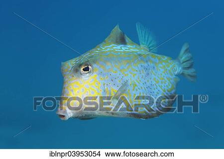 "Humpback turretfish (Tetrosomus gibbosus), Makadi Bay, Red Sea, Hurghada, Egypt, Africa" View Large Photo Image Picture - "Humpback turretfish (Tetrosomus gibbosus), Makadi Bay, Red Sea, Hurghada, Egypt, Africa". Fotosearch