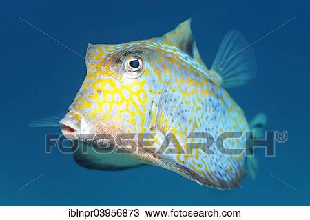 "Humpback turretfish (Tetrosomus gibbosus), Red Sea, Makadi Bay, Hurghada, Egypt, Africa" View Large Photo Image Stock Image - "Humpback turretfish (Tetrosomus gibbosus), Red Sea, Makadi Bay, Hurghada, Egypt, Africa". Fotosearch
