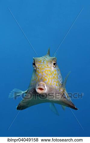 "Humpback turretfish (Tetrosomus gibbosus), Great Barrier Reef, Pacific, Australia, Oceania" View Large Photo Image Stock Photo - "Humpback turretfish (Tetrosomus gibbosus), Great Barrier Reef, Pacific, Australia, Oceania". Fotosearch