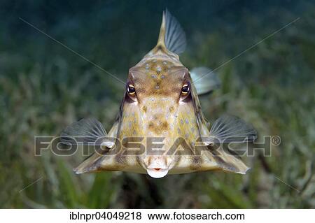 "Humpback turretfish (Tetrosomus gibbosus), Great Barrier Reef, Pacific, Australia, Oceania" View Large Photo Image Stock Photo - "Humpback turretfish (Tetrosomus gibbosus), Great Barrier Reef, Pacific, Australia, Oceania". Fotosearch