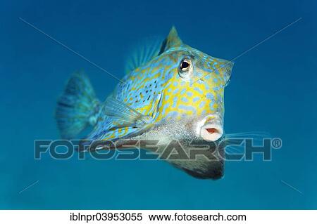 "Humpback turretfish (Tetrosomus gibbosus), Makadi Bay, Red Sea, Hurghada, Egypt, Africa" View Large Photo Image Stock Photography - "Humpback turretfish (Tetrosomus gibbosus), Makadi Bay, Red Sea, Hurghada, Egypt, Africa". Fotosearch
