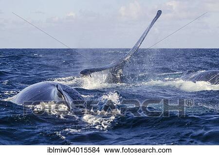 Picture - "Humpback Whale (Megaptera novaeangliae), fluke, Silverbanks, Dominican Republic, North America". Fotosearch