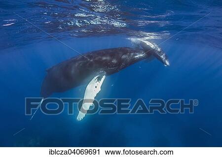 "Humpback Whale (Megaptera novaeangliae) with young, Silver Banks, Dominican Republic, North America" View Large Photo Image Stock Image - "Humpback Whale (Megaptera novaeangliae) with young, Silver Banks, Dominican Republic, North America". Fotosearch