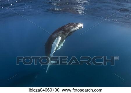 Stock Image - "Humpback Whale (Megaptera novaeangliae), Silver Banks, Dominican Republic, North America". Fotosearch