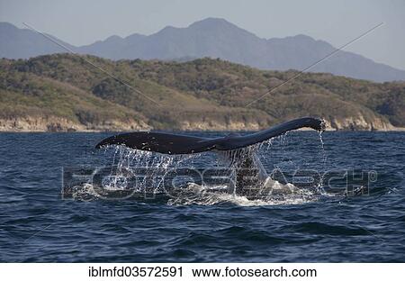 Stock Image - "Humpback Whale (Megaptera novaeangliae) off the coast of Puerto Vallarta, Puerto Vallarta, Jalisco, Mexico, North America". Fotosearch