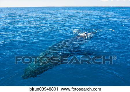 "Humpback Whale (Megaptera novaeangliae), Hervey Bay, Queensland, Australia, Oceania" View Large Photo Image Stock Image - "Humpback Whale (Megaptera novaeangliae), Hervey Bay, Queensland, Australia, Oceania". Fotosearch