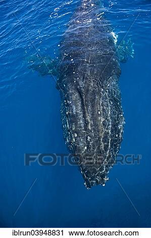 "Humpback Whale (Megaptera novaeangliae), Hervey Bay, Queensland, Australia, Oceania" View Large Photo Image Stock Image - "Humpback Whale (Megaptera novaeangliae), Hervey Bay, Queensland, Australia, Oceania". Fotosearch