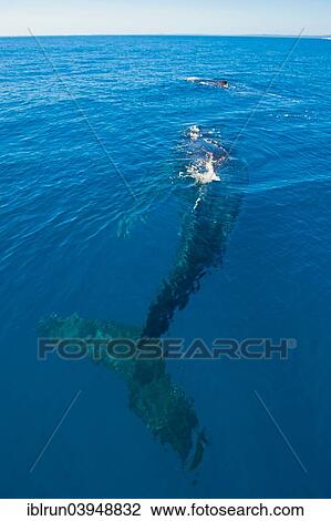 "Humpback Whale (Megaptera novaeangliae), Hervey Bay, Queensland, Australia, Oceania" View Large Photo Image Stock Image - "Humpback Whale (Megaptera novaeangliae), Hervey Bay, Queensland, Australia, Oceania". Fotosearch