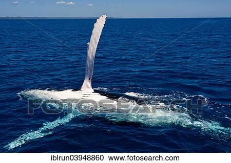 Stock Image - "Humpback Whale (Megaptera novaeangliae), Hervey Bay, Queensland, Australia, Oceania". Fotosearch