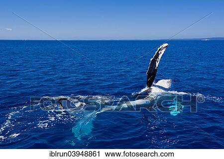 "Humpback Whale (Megaptera novaeangliae), Hervey Bay, Queensland, Australia, Oceania" View Large Photo Image Stock Image - "Humpback Whale (Megaptera novaeangliae), Hervey Bay, Queensland, Australia, Oceania". Fotosearch