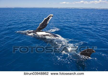 "Humpback Whale (Megaptera novaeangliae), Hervey Bay, Queensland, Australia, Oceania" View Large Photo Image Stock Image - "Humpback Whale (Megaptera novaeangliae), Hervey Bay, Queensland, Australia, Oceania". Fotosearch