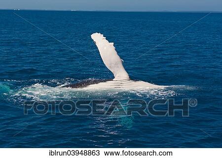 Stock Image - "Humpback Whale (Megaptera novaeangliae), Hervey Bay, Queensland, Australia, Oceania". Fotosearch