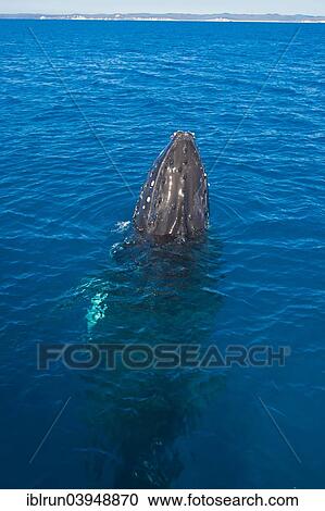"Humpback Whale (Megaptera novaeangliae), Hervey Bay, Queensland, Australia, Oceania" View Large Photo Image Stock Image - "Humpback Whale (Megaptera novaeangliae), Hervey Bay, Queensland, Australia, Oceania". Fotosearch