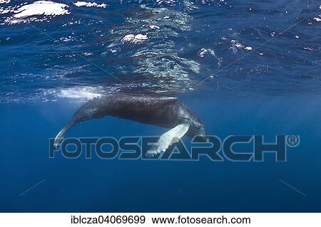 "Humpback Whale (Megaptera novaeangliae), young, Silver Banks, Dominican Republic, North America" View Large Photo Image Stock Photo - "Humpback Whale (Megaptera novaeangliae), young, Silver Banks, Dominican Republic, North America". Fotosearch