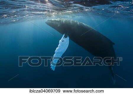 "Humpback Whale (Megaptera novaeangliae), Silver Banks, Dominican Republic, North America" View Large Photo Image Stock Photo - "Humpback Whale (Megaptera novaeangliae), Silver Banks, Dominican Republic, North America". Fotosearch