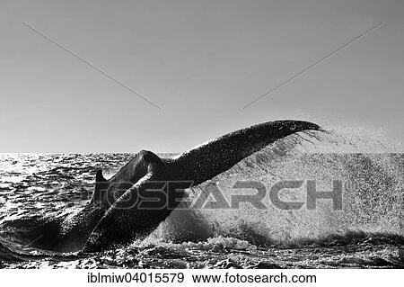 Stock Photo - "Humpback Whale (Megaptera novaeangliae), fluke, Silverbanks, Dominican Republic, North America". Fotosearch