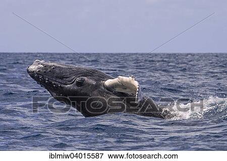 "Humpback Whale (Megaptera novaeangliae), Silver Banks, Dominican Republic, North America" View Large Photo Image Stock Photo - "Humpback Whale (Megaptera novaeangliae), Silver Banks, Dominican Republic, North America". Fotosearch