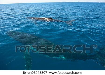 Stock Photo - "Humpback Whale (Megaptera novaeangliae), Hervey Bay, Queensland, Australia, Oceania". Fotosearch