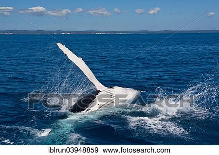 Stock Photo - "Humpback Whale (Megaptera novaeangliae), Hervey Bay, Queensland, Australia, Oceania". Fotosearch