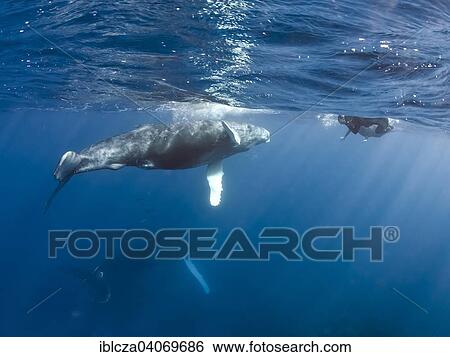 "Humpback Whale (Megaptera novaeangliae), Silver Banks, Dominican Republic, North America" View Large Photo Image Stock Photograph - "Humpback Whale (Megaptera novaeangliae), Silver Banks, Dominican Republic, North America". Fotosearch