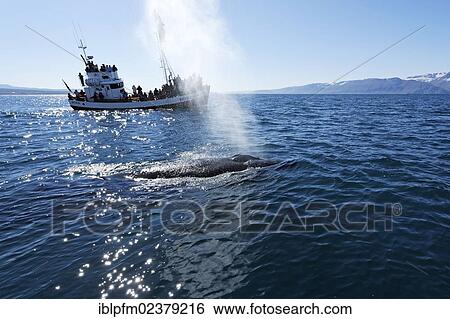 "Humpback whale (Megaptera novaeangliae) in front of a whale watching boat, Husavik, Iceland, Europe" View Large Photo Image Stock Photograph - "Humpback whale (Megaptera novaeangliae) in front of a whale watching boat, Husavik, Iceland, Europe". Fotosearch