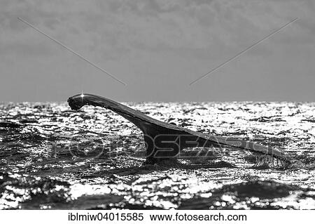 "Humpback Whale (Megaptera novaeangliae), fluke, Silverbanks, Dominican Republic, North America" View Large Photo Image Stock Photography - "Humpback Whale (Megaptera novaeangliae), fluke, Silverbanks, Dominican Republic, North America". Fotosearch