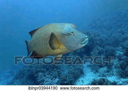 "Humphead wrasse (Cheilinus undulatus) over coral reef, island Zarbagad, Egypt, Red Sea, Africa" View Large Photo Image Stock Image - "Humphead wrasse (Cheilinus undulatus) over coral reef, island Zarbagad, Egypt, Red Sea, Africa". Fotosearch