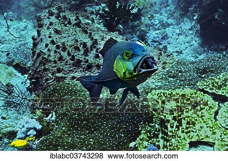 "Humpnose Big-eye Bream or Bigeye Emperor (Monotaxis grandoculus) with a cleaner wrasse, Raja Ampat, West Papua, Indonesia, Asia" View Large Photo Image Stock Photo - "Humpnose Big-eye Bream or Bigeye Emperor (Monotaxis grandoculus) with a cleaner wrasse, Raja Ampat, West Papua, Indonesia, Asia". Fotosearch