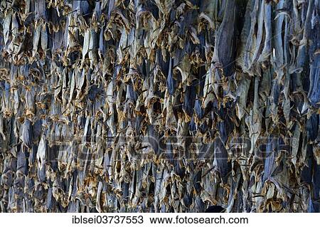 Stock Image - "Hung up drying fish, Sommeroya, Tromso, â€ªTroms, Northern Norway, Norway, Europe". Fotosearch