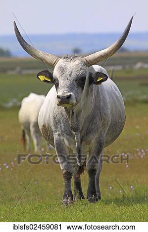 "Hungarian Grey Cattle or Hungarian Steppe Cattle (Bos primigenius taurus), standing on a pasture, Illmitz, Burgenland, Austria, Europe" View Large Photo Image Stock Image - "Hungarian Grey Cattle or Hungarian Steppe Cattle (Bos primigenius taurus), standing on a pasture, Illmitz, Burgenland, Austria, Europe". Fotosearch
