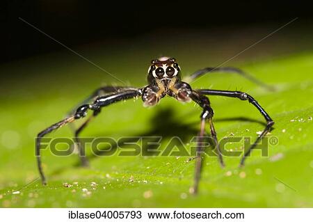 Stock Image - "Hunting spider, unidentified species, on leaf, Kinabatangan, Sabah, Malaysia, Borneo, Asia". Fotosearch